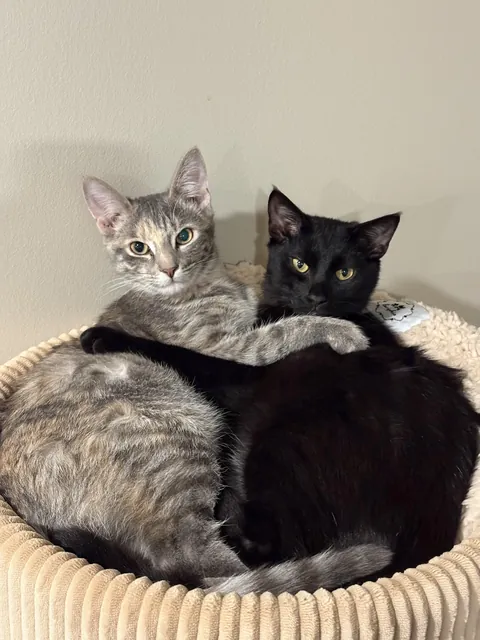 Adopted these two from the shelter last month. Just found them like this. 😭🥹❤️