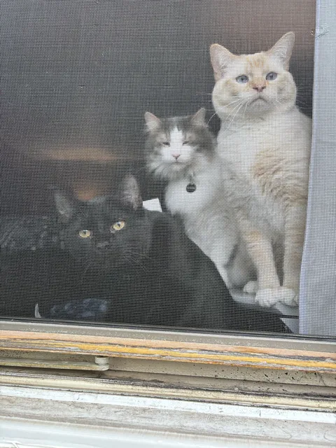 What is my boys’ first album called?