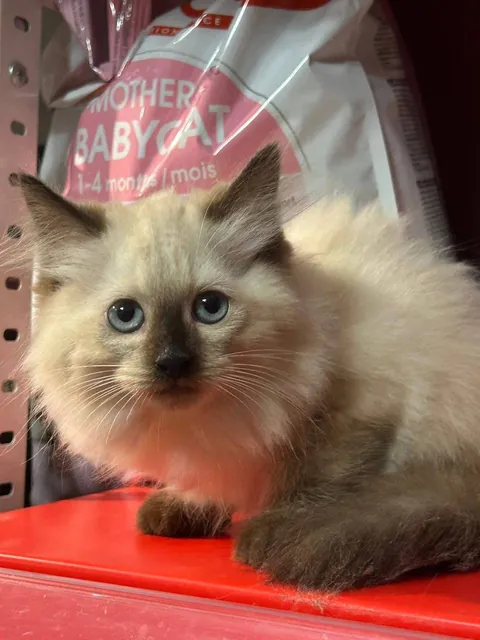 Meet my baby, Alex ❤️