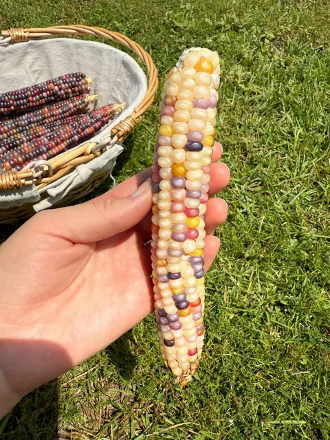 glass gem corn harvest! 🫶🏼