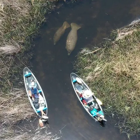 🔥 Wildlife gets the right of way. Manatees navigating a narrow, shallow tidal creek.