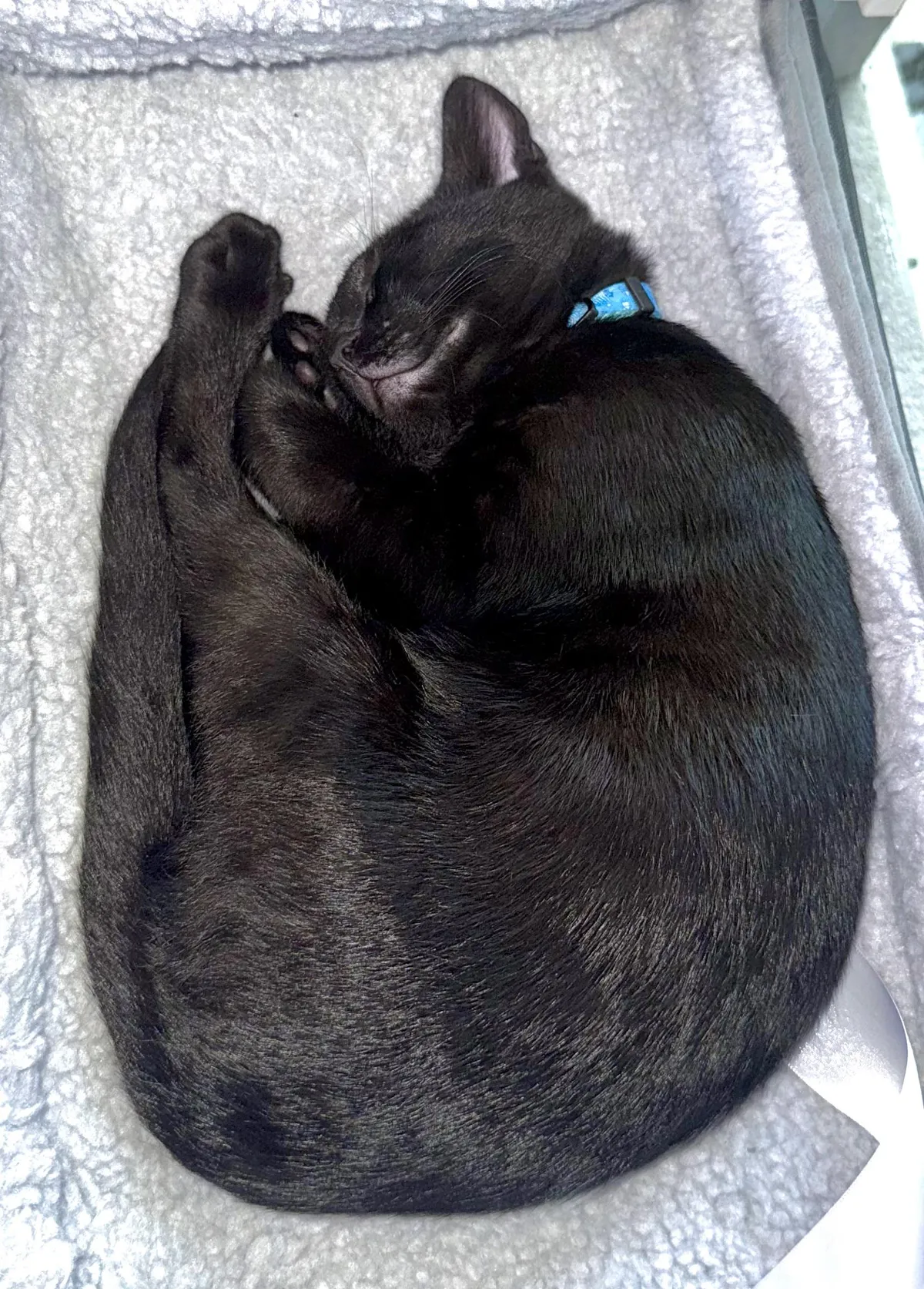 New Cat Dad - This Made Me Laugh 🐈‍⬛