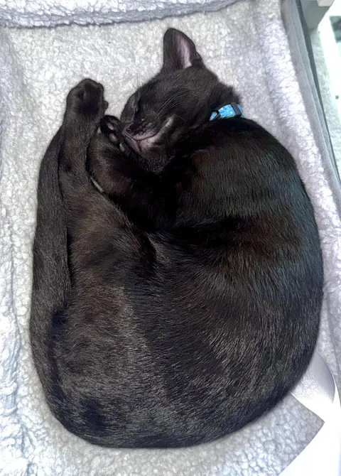 New Cat Dad - This Made Me Laugh 🐈‍⬛