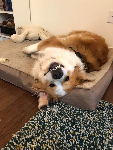 Lily Lotte the Orange Dreamsicle