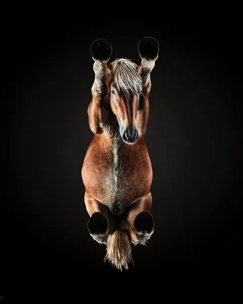 Photographer captures what animals look like from underneath.