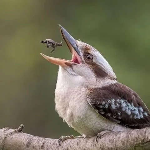 Lots of people think Australian snakes and spiders are the ‘metal’ animals in the country. They are nothing on a Kookaburra. Don’t let the laugh fool you.