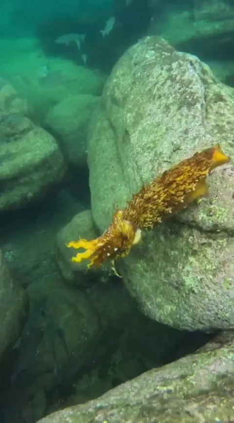 🔥cuttlefish harpoons itself a meal