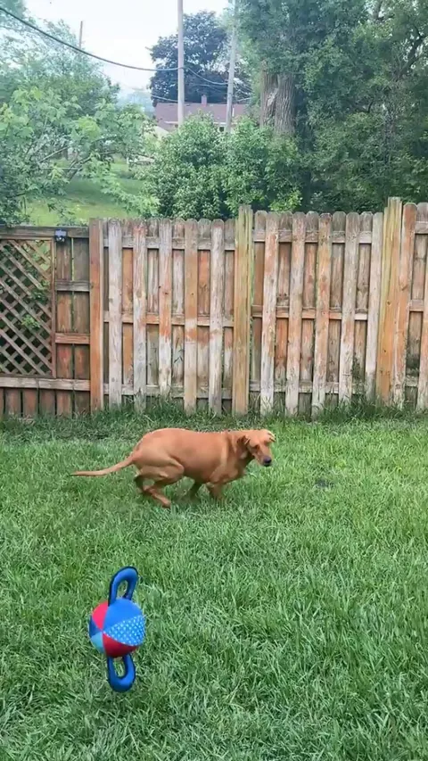 We finally found a toy Bambi loves! I can’t stop smiling when I see this rescue girly play and come out of her shell.