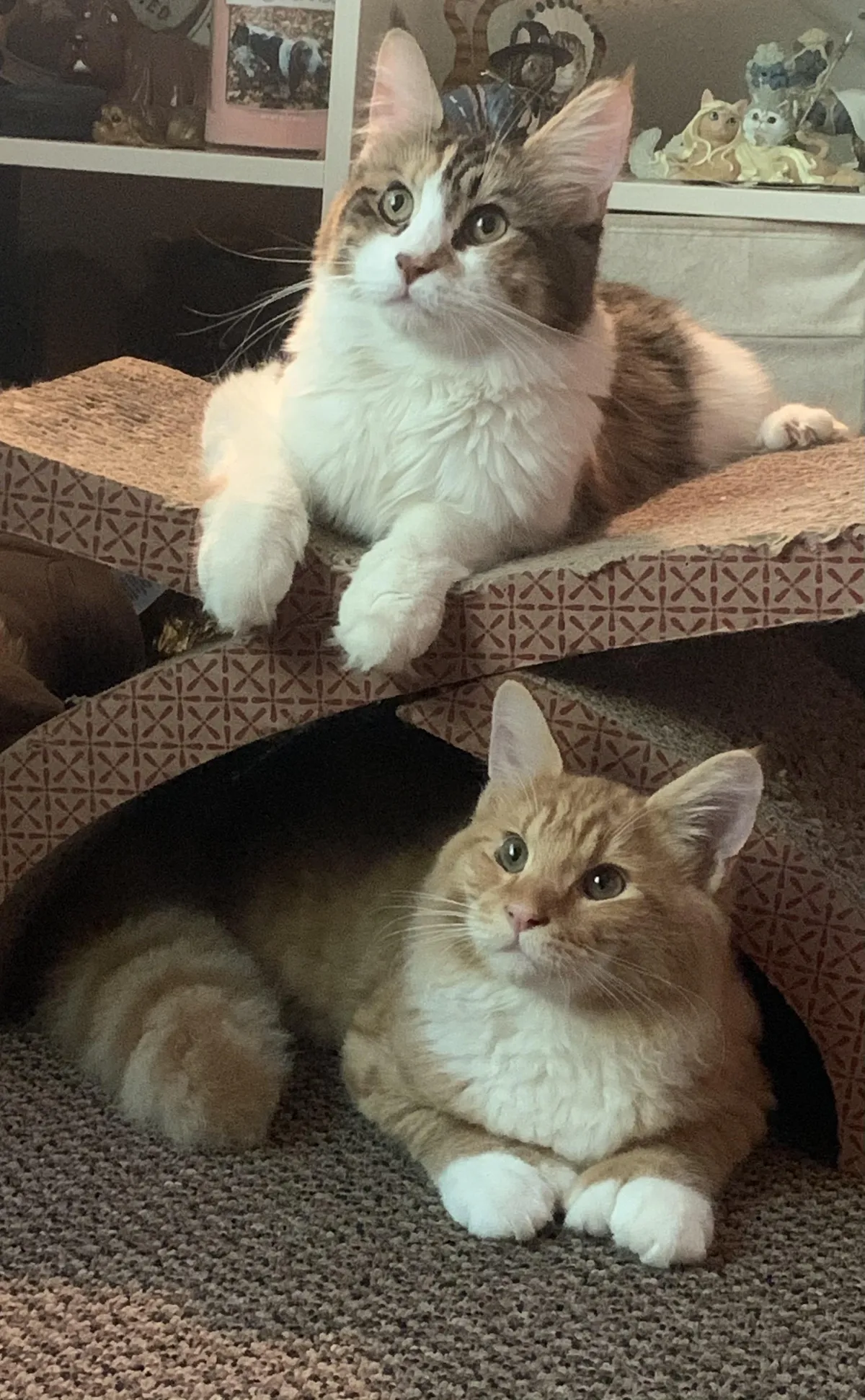 Holy crap I actually managed to get a good picture of them both at once - I felt like lightening struck. My babies Rachel and Patrick.