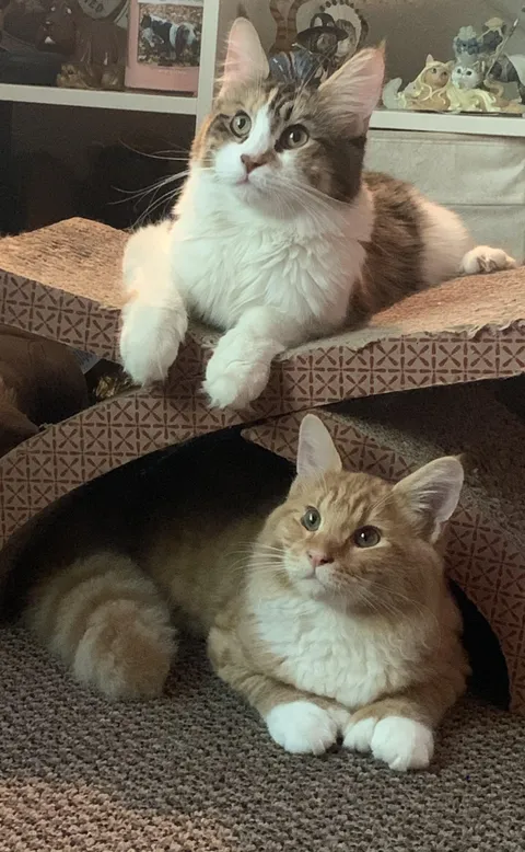 Holy crap I actually managed to get a good picture of them both at once - I felt like lightening struck. My babies Rachel and Patrick.