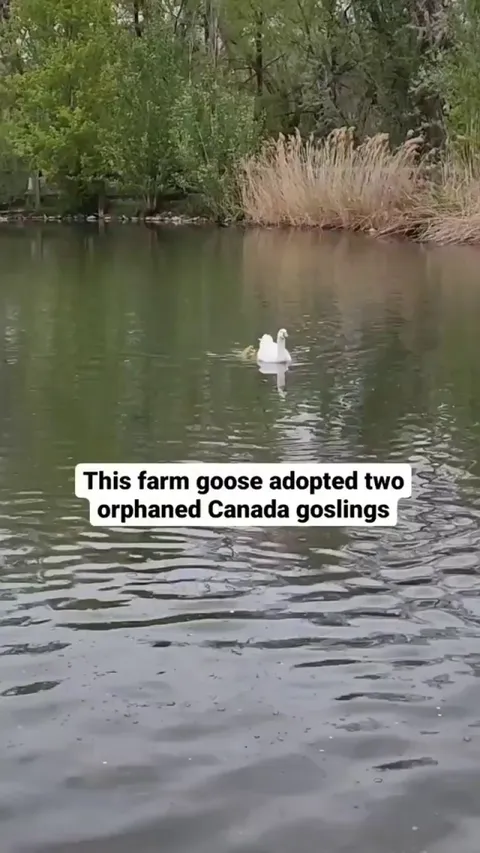 Goose becomes a foster dad