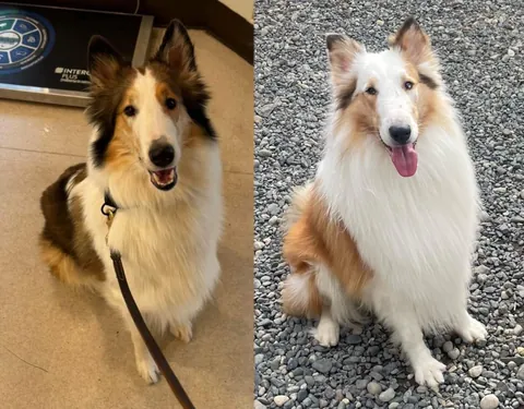 I’m adopting my dogs twin!?