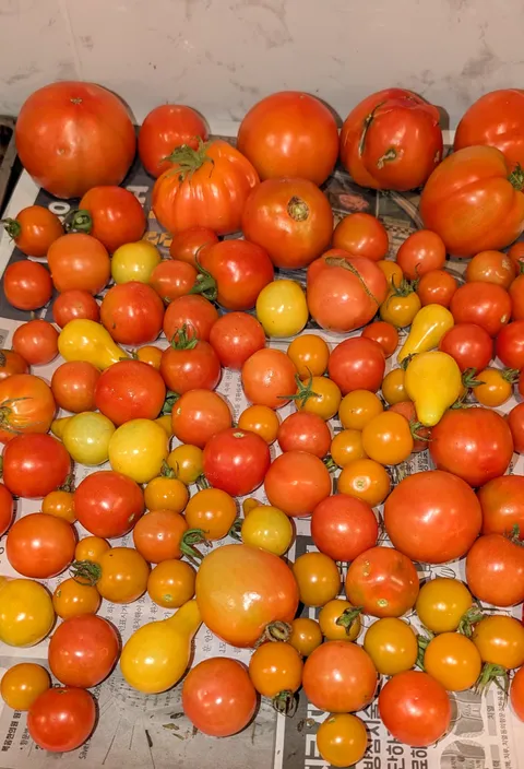 This is not normal.. Harvesting tomatoes and basil in November in Zone 8a