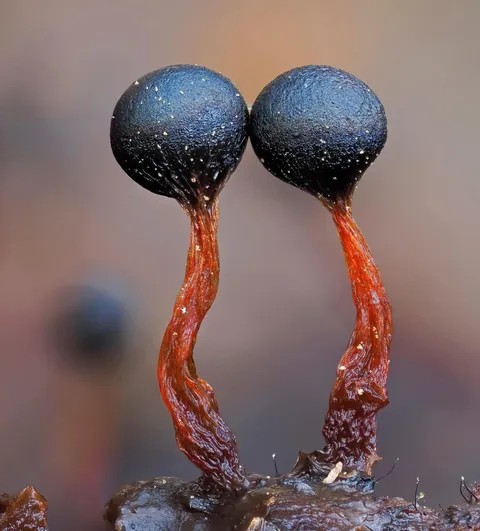 🔥 The infinitesimal, alien world of slime molds 🔥