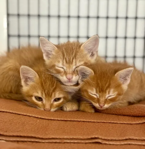 Im a shelter vet tech and met the smallest orange trio