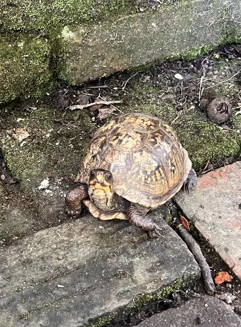 I fed this female box tortoise some raspberries at the beginning of the summer. Now, she follows me all over the garden, and visits me almost daily looking for handouts.