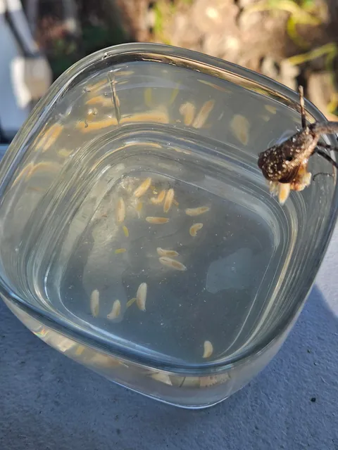 3rd update to parasite filled mantis!