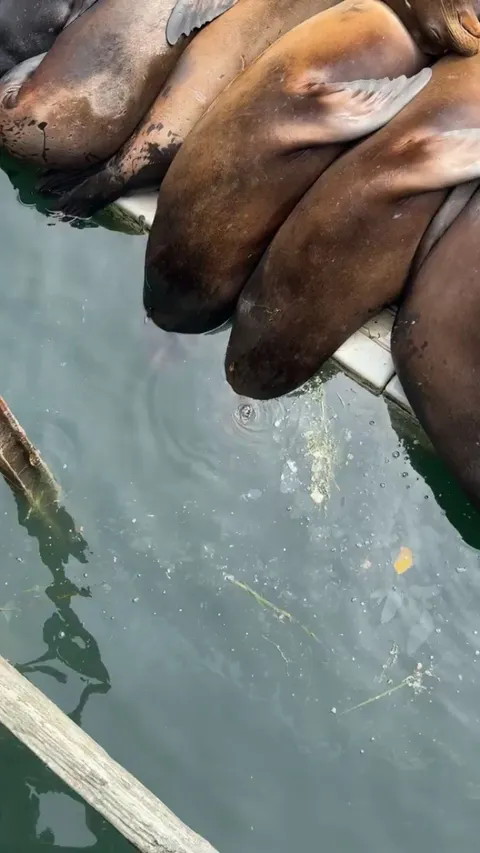 Sea lions battling sleep apnea