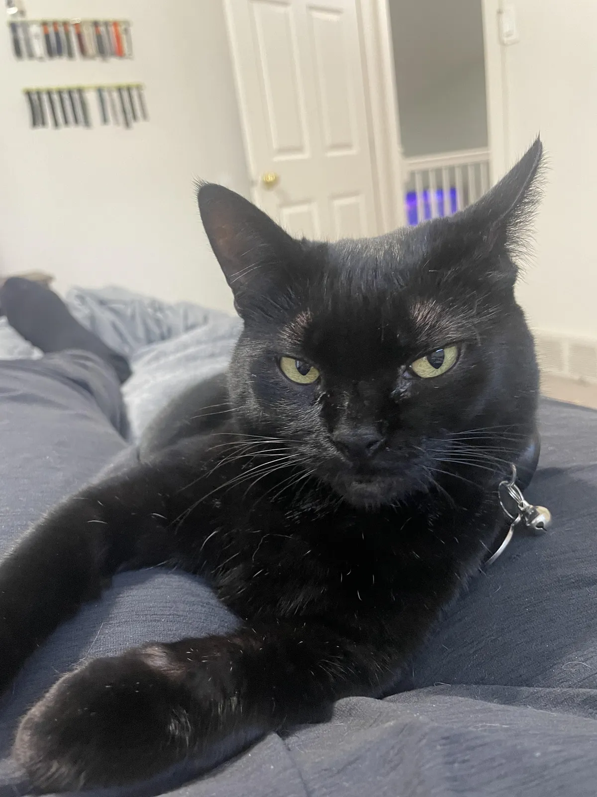 Show me the last cat picture on your camera roll