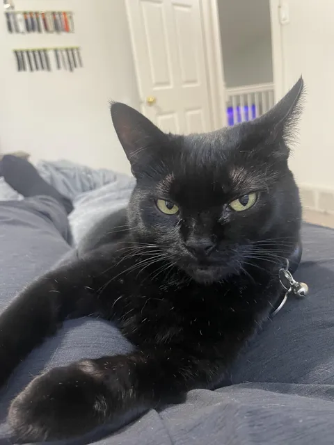 Show me the last cat picture on your camera roll