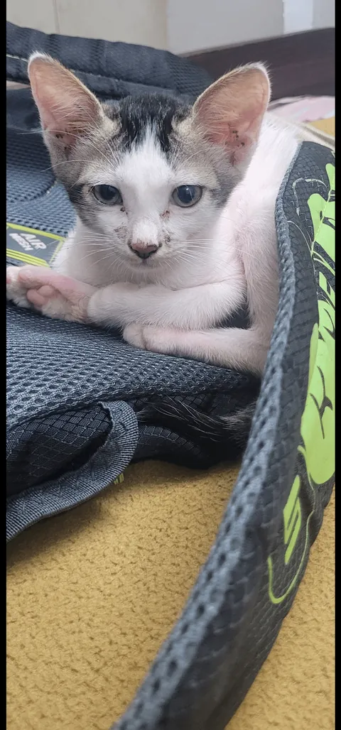 Bro just came and sat on my bag what to do ?