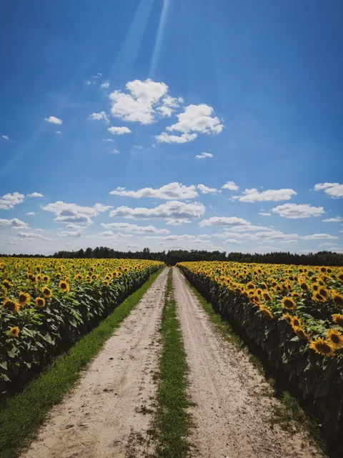 ITAP of a Sunflower road.