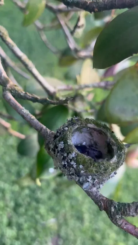 🔥 Hummingbird Chicks