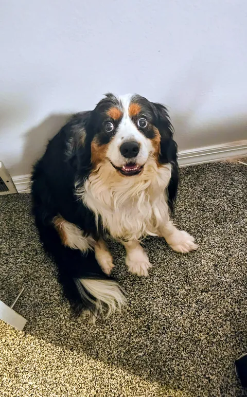 This is Meatball. A mini Bernese Mountain Dog. Say Hi!