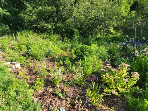 Yesterday my husband came down to the garden and asked "So how much of this is natural?"