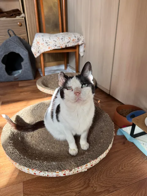 I spent Easter Monday at the cat hospice and have no regrets