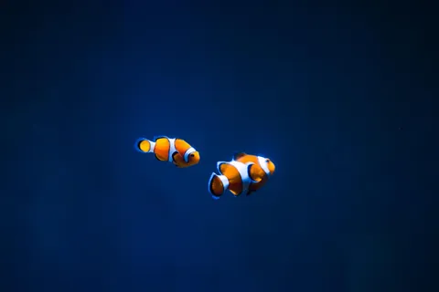 ITAP of two clown fishes