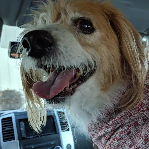 This is Buddy. He turns 17 next month but his liver is failing and he might not make it... Hes still a happy pupper though and the best boy anyone could ever ask for.