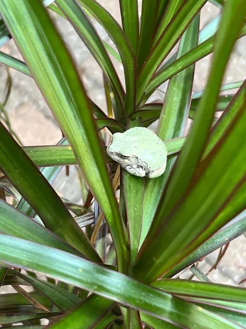 This little guy trying to blend in…just a few more shades…
