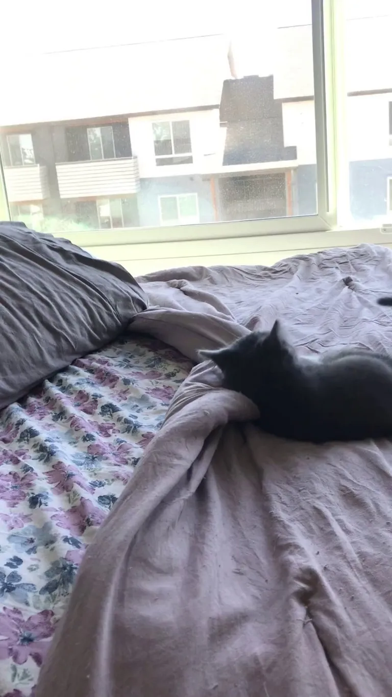 My foster kitten (Vhagar) has been having an epic fight with the comforter for the last 30 minutes...