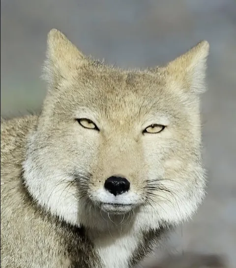 🔥 Square-Faced Tibetan Fox 🔥