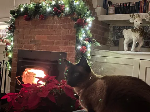 My first real Christmas Tree