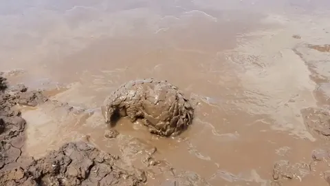 🔥 pangolin squirming around in the sludge 🔥
