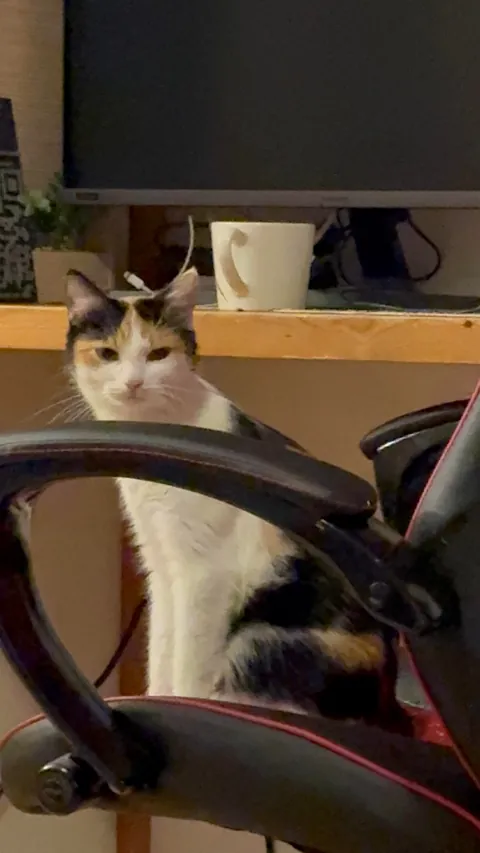 My cats name is Dusya, and she’s beautiful 😻