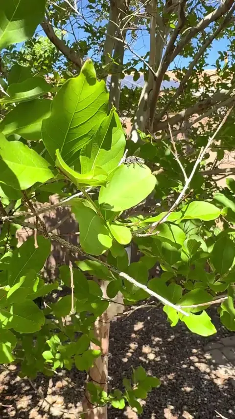 🔥 Leaf cutter bee hard at work