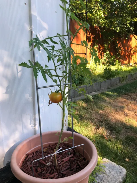 Ill be drowning in tomato sauce come next week