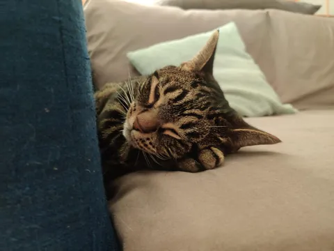 I'm convinced my cat is just a lil dude in a cat costume