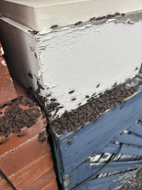 [OC] House being taken over by Boxelder Bugs