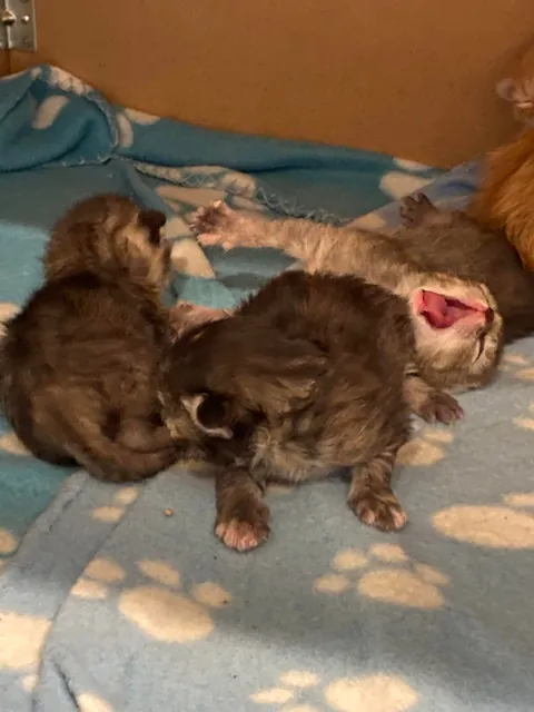 UPDATE: Took in a Feral and now I'm caring for a Litter of Kittens