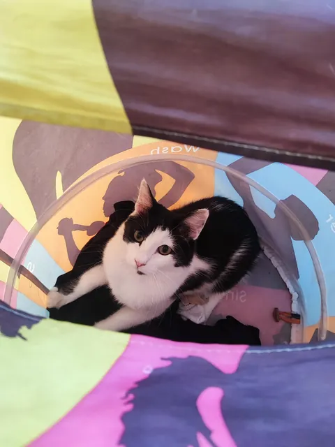 Should I wash her with whites or coloreds?