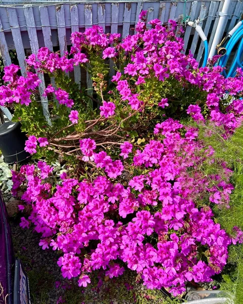 Came home tonight to see our geranium/Pelargonium had been cut down to the ground