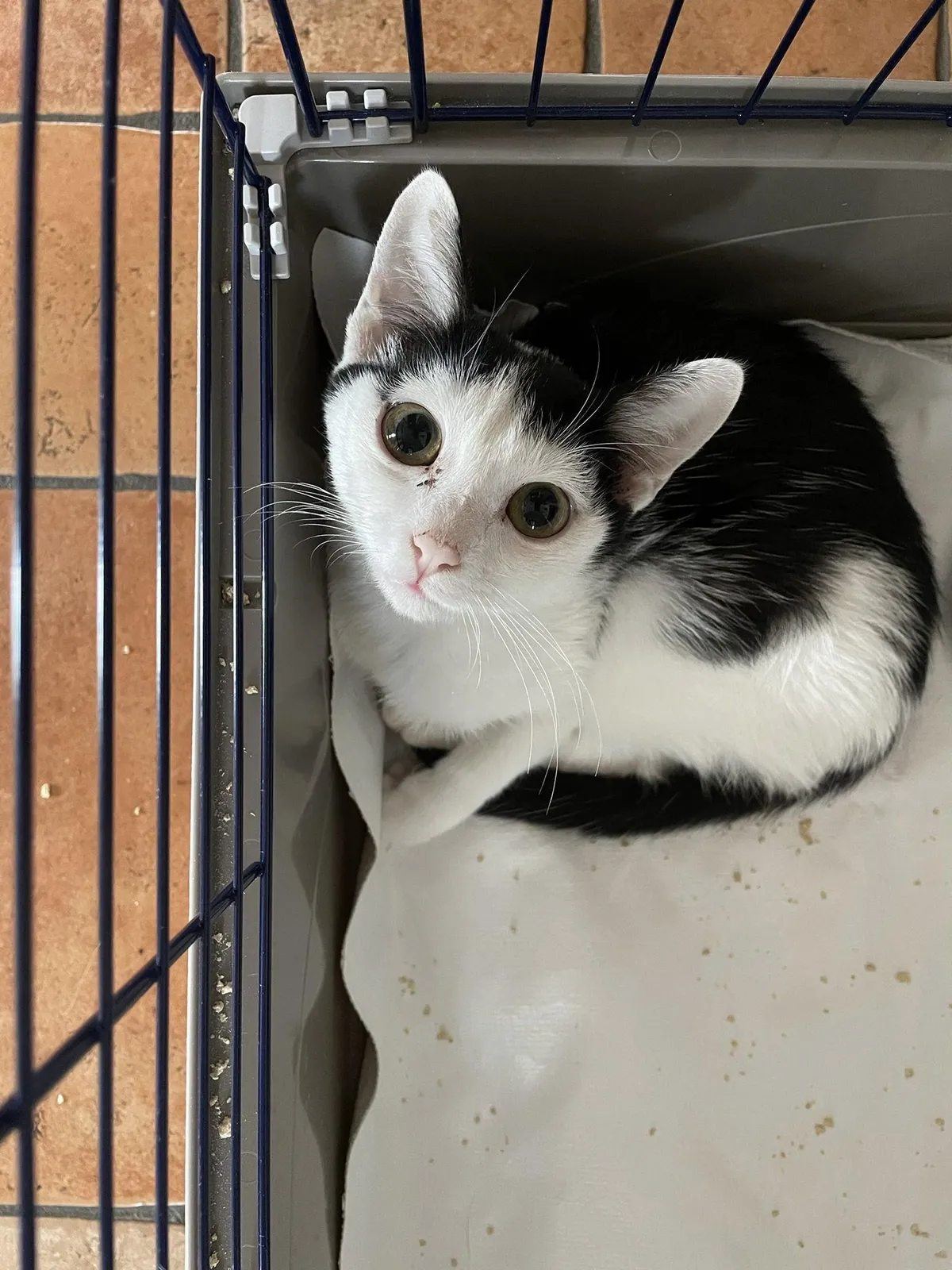 My cat when she was 1 month old (as a rescue)