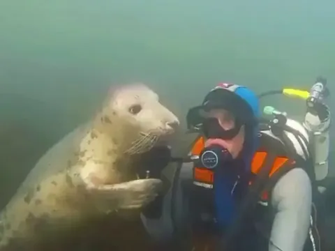 Diver greeted by seal in the water