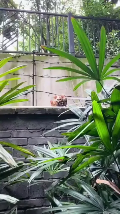 3 kitties spying on you