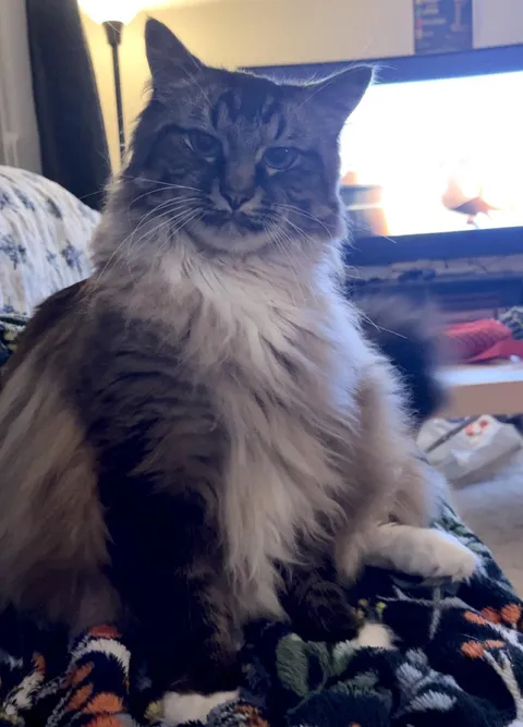 Let me see your cat judging your life choices 