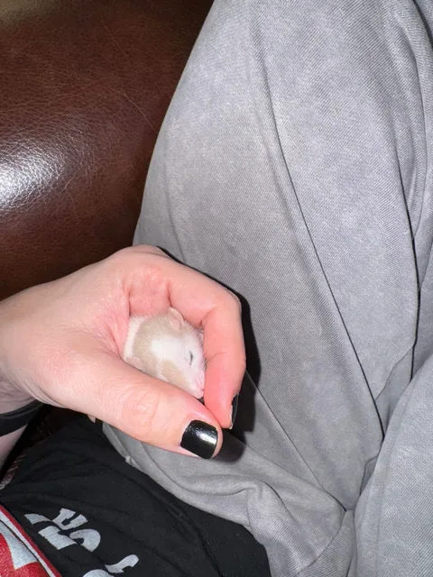 Our new unintentional baby